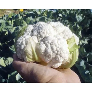 Compra COLIFLOR DOLOMITE F1 (2.500 Semillas). en la tienda online Fito Agrícola