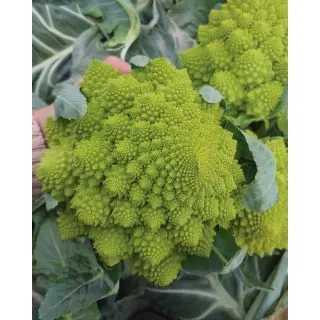 Compra ROMANESCO SABINO F1 (2.500 Semillas) en la tienda online Fito Agrícola