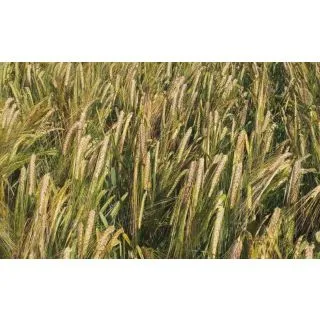 Compra CEBADA RUBIANA R1 Sin Tratar (25 Kgr.) en la tienda online Fito Agrícola