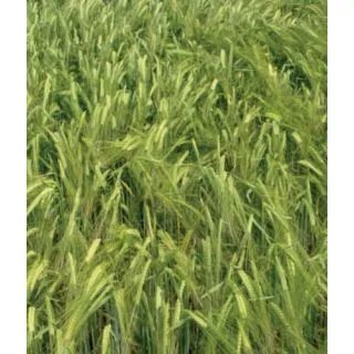 Compra CEBADA CIB 777 R2 (25 Kgr.). en la tienda online Fito Agrícola