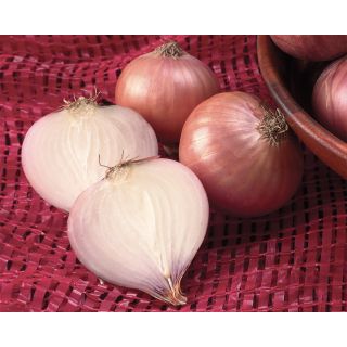 Compra CEBOLLA ROSSA SAVONESE Sel. Rosé Pildorada (5.000 Semillas) en la tienda online Fito Agrícola