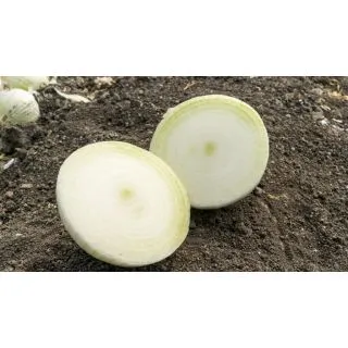 Compra CEBOLLA AJUSCO F1 (250.000 Semillas). en la tienda online Fito Agrícola