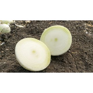 Compra CEBOLLA AJUSCO F1 (100.000 Semillas). en la tienda online Fito Agrícola