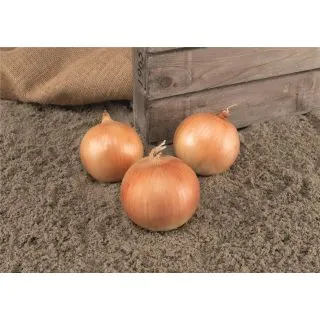 Compra CEBOLLA ALMAGRO F1 Precisión (250.000 Semillas) en la tienda online Fito Agrícola