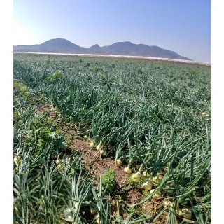 Compra CEBOLLA ALMODÓVAR F1 (100.000 Semillas) en la tienda online Fito Agrícola