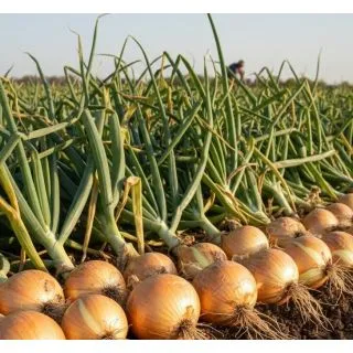 Compra CEBOLLA ATALAYA (100.000 Semillas) en la tienda online Fito Agrícola