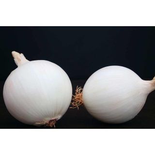 Compra CEBOLLA BELLO BLANCO F1 (100.000 Semillas). en la tienda online Fito Agrícola