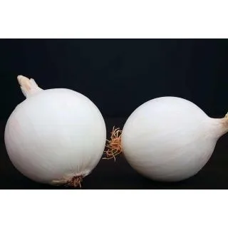 Compra CEBOLLA BELLO BLANCO F1 (100.000 Semillas). en la tienda online Fito Agrícola