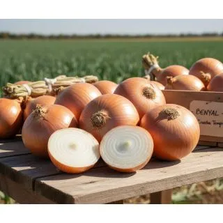 Compra CEBOLLA BENYAL (250.000 Semillas) en la tienda online Fito Agrícola
