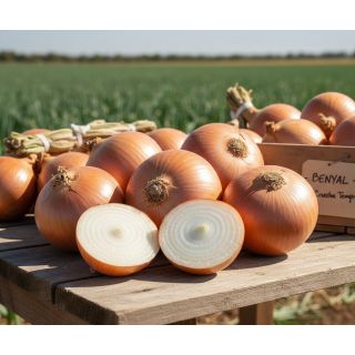 Compra CEBOLLA BENYAL (100.000 Semillas) en la tienda online Fito Agrícola