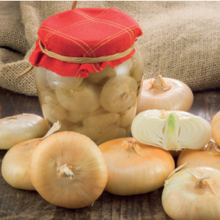 Compra CEBOLLA BORETTANA Pildorada (5.000 Semillas) en la tienda online Fito Agrícola