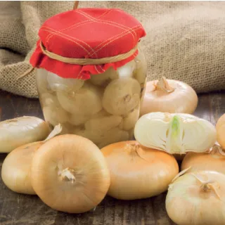 Compra CEBOLLA BORETTANA Pildorada (5.000 Semillas) en la tienda online Fito Agrícola