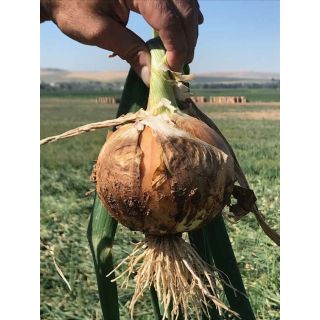 Compra CEBOLLA CODAL F1 (100.000 Semillas). en la tienda online Fito Agrícola