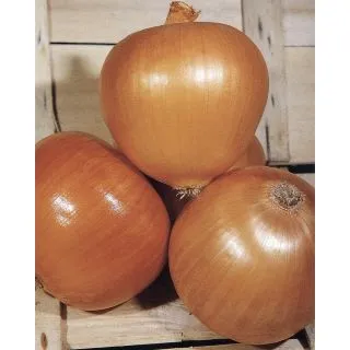 Compra CEBOLLA DORATA DI BOLOGNA (50 gr.) en la tienda online Fito Agrícola