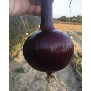 Compra CEBOLLA EUCLIDE F1 Pildorada (25.000 Semillas) en la tienda online Fito Agrícola