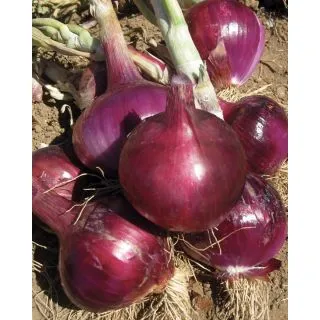 Compra CEBOLLA FENICE F1 Pildorada (5.000 Semillas) en la tienda online Fito Agrícola