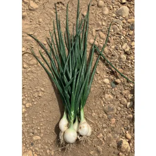 Compra CEBOLLA FLORENTINA F1 (100.000 Semillas) en la tienda online Fito Agrícola