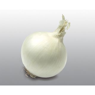 Compra CEBOLLA KEPLERO F1 Pildorada (25.000 Semillas) en la tienda online Fito Agrícola