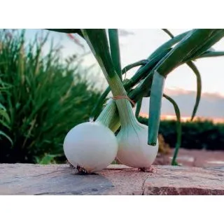 Compra CEBOLLA MONJABLANCA 21/23 (1 Kgr.). en la tienda online Fito Agrícola