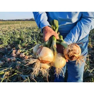 Compra CEBOLLA NARANCO F-1 Precisión (250.000 Semillas). en la tienda online Fito Agrícola