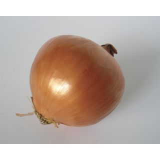 Compra CEBOLLA PITAGORA F1 (100.000 Semillas) en la tienda online Fito Agrícola