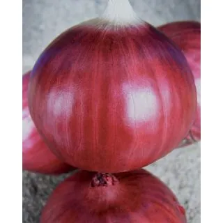 Compra CEBOLLA ROSSA DI TROPEA TONDA Pildorada (5.000 Semillas) en la tienda online Fito Agrícola