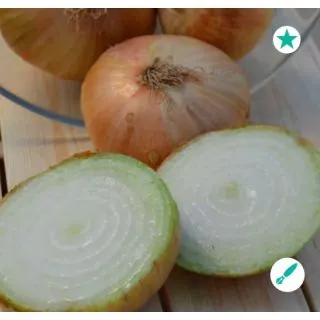 Compra CEBOLLA SABRINA F1 (5.000 Semillas) en la tienda online Fito Agrícola