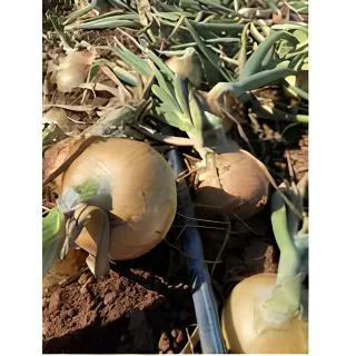 Compra CEBOLLA TARDANA F1 (250.000 Semillas). en la tienda online Fito Agrícola