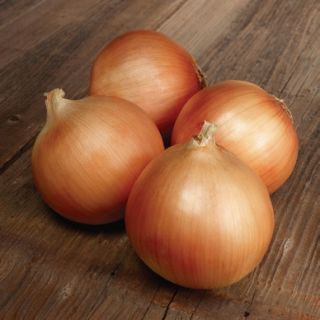 Compra CEBOLLA THORUS F1 (100.000 Semillas). en la tienda online Fito Agrícola