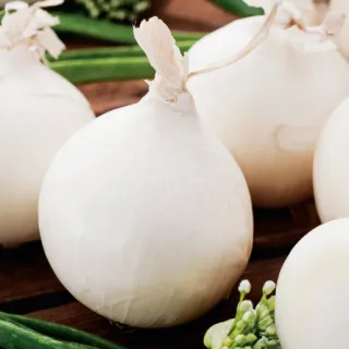 Compra CEBOLLA TONDA MUSONA Pildorada (5.000 Semillas) en la tienda online Fito Agrícola