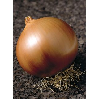 Compra CEBOLLA VALENCIANA DE EXPORTACIÓN (500 gr.) en la tienda online Fito Agrícola