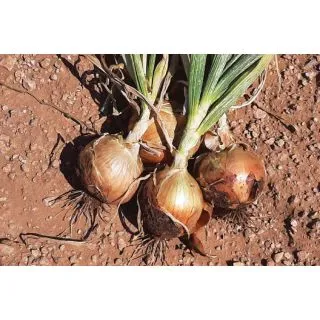 Compra CEBOLLA YOSEMITE F1 (100.000 Semillas). en la tienda online Fito Agrícola