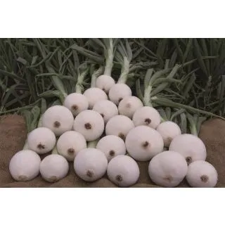 Compra CEBOLLA SANTA MARIA 21/23 (1 Kgr.). en la tienda online Fito Agrícola