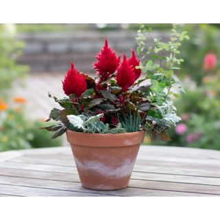 Compra CELOSÍA PLUMOSA DRAGONS BREATH (240 Plantas) en la tienda online Fito Agrícola