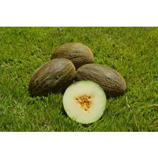 Compra MELON CHANZA F-1 (1.000 Semillas). en la tienda online Fito Agrícola