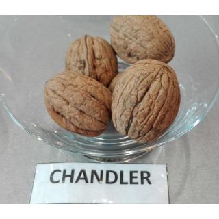 Compra NOGAL CHANDLER en la tienda online Fito Agrícola