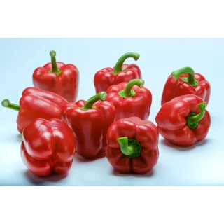 Compra PIMIENTO TXECO F1 (1.000 Semillas). en la tienda online Fito Agrícola