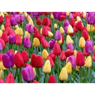 Compra CHEER YOU UP (100 Unid.). en la tienda online Fito Agrícola