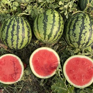 Compra SANDIA CHULAPA F-1 (1.000 Semillas). en la tienda online Fito Agrícola