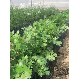 Compra CILANTRO EVEREST (100 gr.) en la tienda online Fito Agrícola