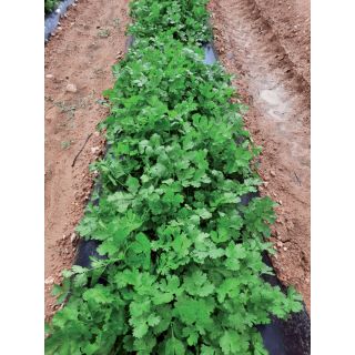 Compra CILANTRO GOBI (1 Kgr.) en la tienda online Fito Agrícola