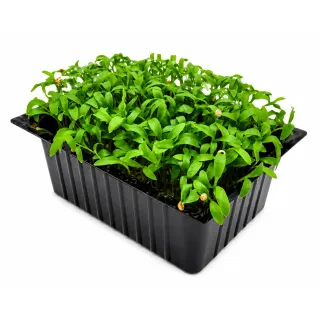 Compra CILANTRO SPLIT MICROGREENS NT (1 Kgr.) en la tienda online Fito Agrícola