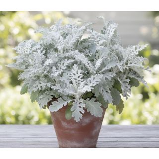 Compra CINERARIA MARITIMA SILVERDUST (240 Plantas). en la tienda online Fito Agrícola