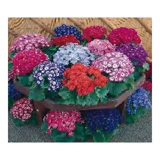 Compra CINERARIA ROYALTY TOTAL MIX (1000 semințe). en la tienda online Fito Agrícola