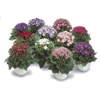 Compra CINERARIA STARWARDS F1 (240 Plantas). en la tienda online Fito Agrícola