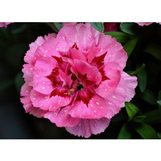 Compra CLAVEL CHINO DOUBLE MIX - Comestible Mezcla de Colores (100 gr.). en la tienda online Fito Agrícola