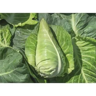 Compra COL FERNANDO F1 Precisión ECOLÓGICA (10.000 Semillas). en la tienda online Fito Agrícola