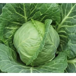 Compra COL TESSY F1 (2.500 Semillas) en la tienda online Fito Agrícola