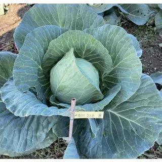 Compra COL BILIARDO F1 (2.500 Semillas). en la tienda online Fito Agrícola