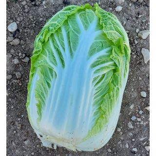 Compra COL CHINA GENKI F1 (2.500 Semillas) en la tienda online Fito Agrícola